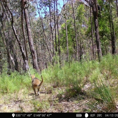 Notamacropus rufogriseus (Red-necked Wallaby) at Denman Prospect 2 Estate Deferred Area (Block 12) - 4 Dec 2022 by teeniiee