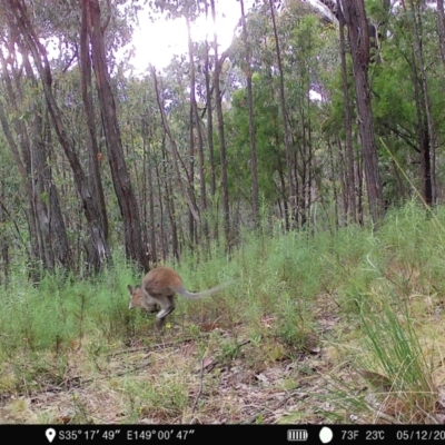 Notamacropus rufogriseus (Red-necked Wallaby) at Piney Ridge - 5 Dec 2022 by teeniiee