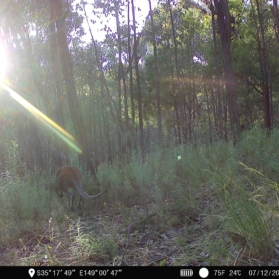 Notamacropus rufogriseus (Red-necked Wallaby) at Piney Ridge - 7 Dec 2022 by teeniiee