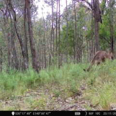 Macropus giganteus (Eastern Grey Kangaroo) at Piney Ridge - 22 Nov 2022 by teeniiee