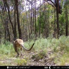 Notamacropus rufogriseus (Red-necked Wallaby) at Piney Ridge - 17 Nov 2022 by teeniiee