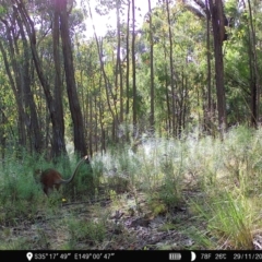 Notamacropus rufogriseus (Red-necked Wallaby) at Block 402 - 29 Nov 2022 by teeniiee