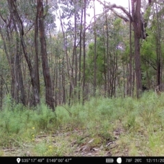 Notamacropus rufogriseus (Red-necked Wallaby) at Block 402 - 12 Nov 2022 by teeniiee