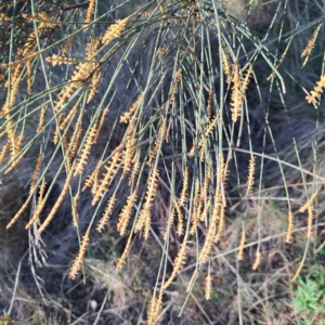 Allocasuarina verticillata at Majura, ACT - 6 Aug 2023