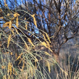 Allocasuarina verticillata at Majura, ACT - 6 Aug 2023 04:38 PM