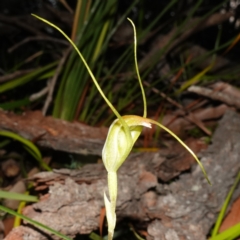 Pterostylis pedoglossa (Prawn Greenhood) at Vincentia, NSW - 13 May 2023 by RobG1