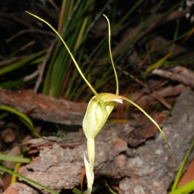 Pterostylis pedoglossa (Prawn Greenhood) at Vincentia, NSW - 13 May 2023 by RobG1