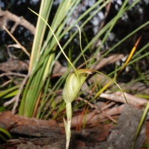 Pterostylis pedoglossa at Vincentia, NSW - 13 May 2023