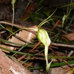 Pterostylis pedoglossa at Vincentia, NSW - suppressed