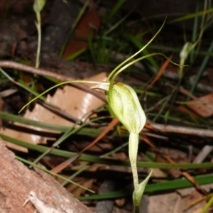 Pterostylis pedoglossa at Vincentia, NSW - 13 May 2023