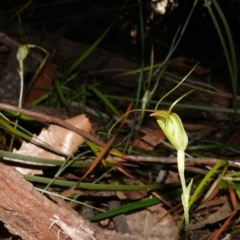 Pterostylis pedoglossa at Vincentia, NSW - 13 May 2023