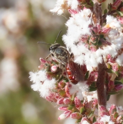Lasioglossum (Parasphecodes) sp. (genus & subgenus) (Halictid bee) at Tuggeranong Hill - 6 Aug 2023 by owenh