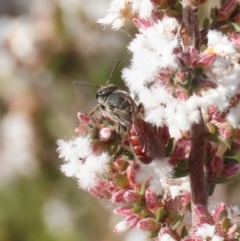Lasioglossum (Parasphecodes) sp. (genus & subgenus) (Halictid bee) at Tuggeranong, ACT - 6 Aug 2023 by owenh