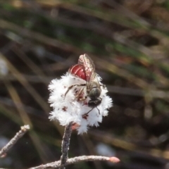 Lasioglossum (Parasphecodes) sp. (genus & subgenus) at Tuggeranong, ACT - 6 Aug 2023