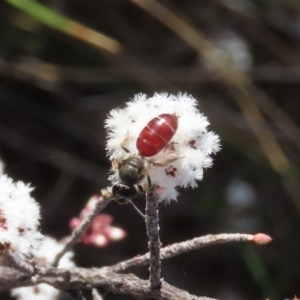 Lasioglossum (Parasphecodes) sp. (genus & subgenus) at Tuggeranong, ACT - 6 Aug 2023 01:54 PM