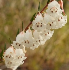Epacris obtusifolia (Blunt-leaf Heath) at Vincentia, NSW - 14 May 2023 by RobG1