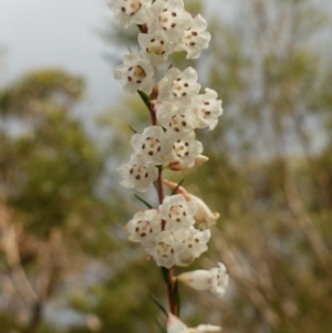 Epacris obtusifolia at Vincentia, NSW - suppressed