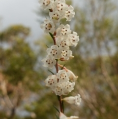 Epacris obtusifolia at Vincentia, NSW - 14 May 2023