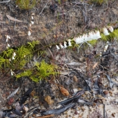 Epacris obtusifolia at Vincentia, NSW - suppressed