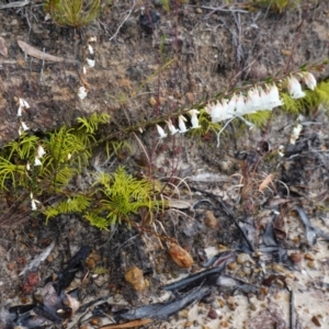 Epacris obtusifolia at Vincentia, NSW - suppressed