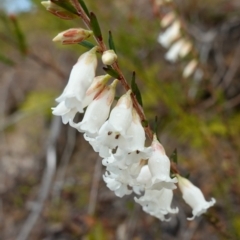 Epacris obtusifolia at Vincentia, NSW - suppressed