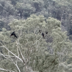 Calyptorhynchus lathami lathami (Glossy Black-Cockatoo) at Joadja - 6 Aug 2023 by richardfeetham