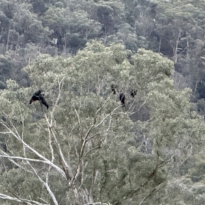 Calyptorhynchus lathami lathami at Joadja, NSW - 6 Aug 2023