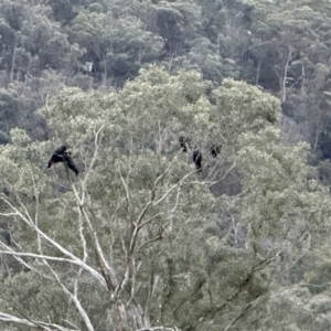 Calyptorhynchus lathami lathami at Joadja, NSW - suppressed