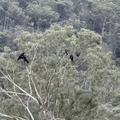 Calyptorhynchus lathami lathami (Glossy Black-Cockatoo) at Joadja, NSW - 6 Aug 2023 by richardfeetham