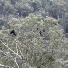 Calyptorhynchus lathami (Glossy Black-Cockatoo) at Joadja, NSW - 6 Aug 2023 by richardfeetham