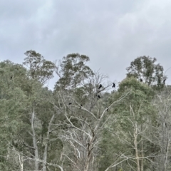 Calyptorhynchus lathami lathami at Joadja, NSW - 6 Aug 2023