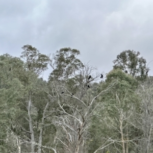 Calyptorhynchus lathami lathami at Joadja, NSW - suppressed
