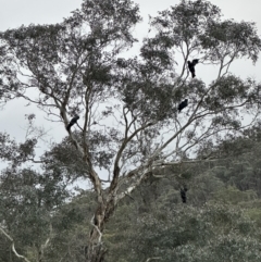 Calyptorhynchus lathami lathami at Joadja, NSW - 6 Aug 2023