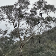 Calyptorhynchus lathami lathami at Joadja, NSW - suppressed