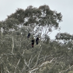 Calyptorhynchus lathami lathami at Joadja, NSW - 6 Aug 2023