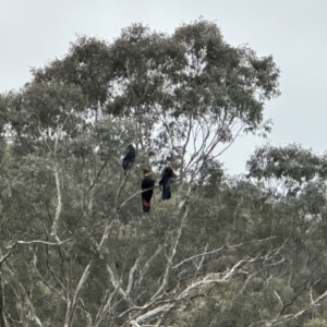 Calyptorhynchus lathami at Joadja, NSW - 6 Aug 2023