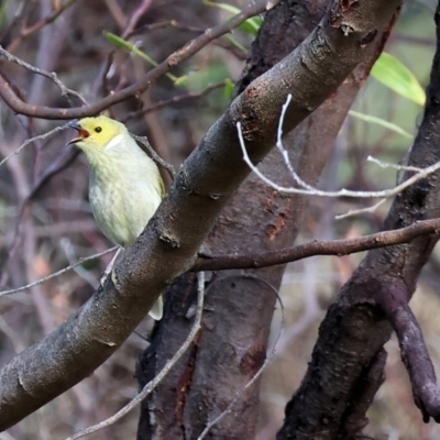 Ptilotula penicillata (White-plumed Honeyeater) at Chiltern-Mt Pilot National Park - 6 Aug 2023 by KylieWaldon