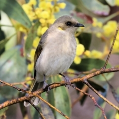 Ptilotula fusca (Fuscous Honeyeater) at Chiltern-Mt Pilot National Park - 6 Aug 2023 by KylieWaldon