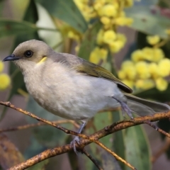 Ptilotula fusca at Chiltern, VIC - 6 Aug 2023