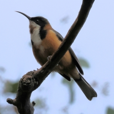 Acanthorhynchus tenuirostris (Eastern Spinebill) at Chiltern-Mt Pilot National Park - 6 Aug 2023 by KylieWaldon