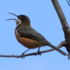 Acanthorhynchus tenuirostris at Chiltern, VIC - 6 Aug 2023