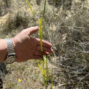 Bossiaea grayi at Paddys River, ACT - 3 Aug 2023