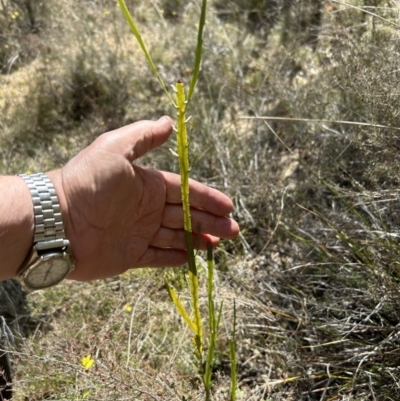 Bossiaea grayi (Murrumbidgee Bossiaea) at Paddys River, ACT - 3 Aug 2023 by dwise