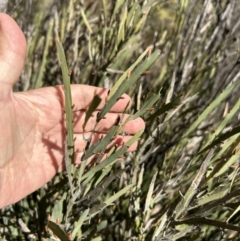 Bossiaea grayi (Murrumbidgee Bossiaea) at Paddys River, ACT - 3 Aug 2023 by dwise