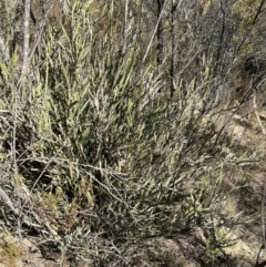 Bossiaea grayi at Paddys River, ACT - 3 Aug 2023