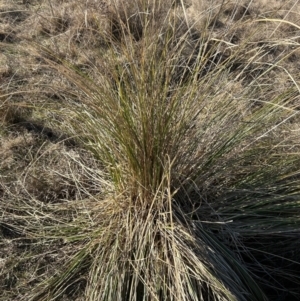 Carex appressa at Paddys River, ACT - 1 Aug 2023 03:14 PM