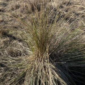 Carex appressa at Paddys River, ACT - 1 Aug 2023