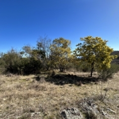 Acacia baileyana (Cootamundra Wattle, Golden Mimosa) at Paddys River, ACT - 31 Jul 2023 by dwise