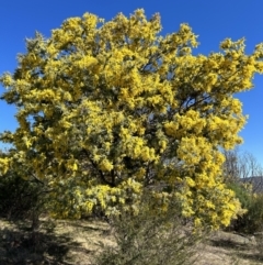 Acacia baileyana at Paddys River, ACT - 31 Jul 2023