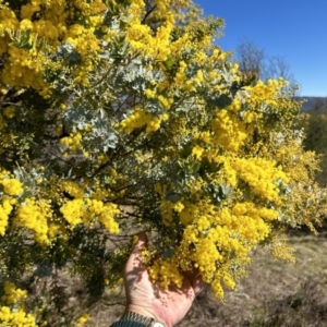 Acacia baileyana at Paddys River, ACT - 31 Jul 2023 11:06 AM